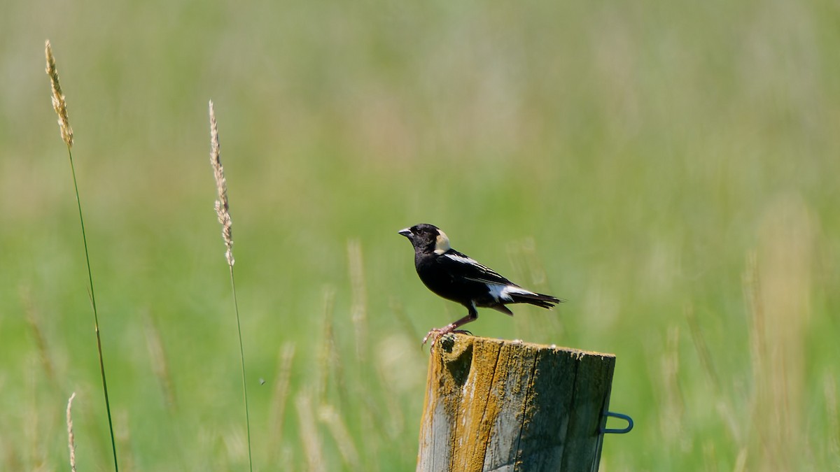 Bobolink - ML638367153