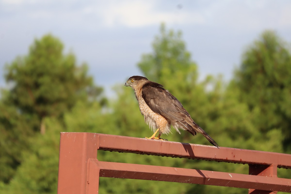 Cooper's Hawk - ML638367154