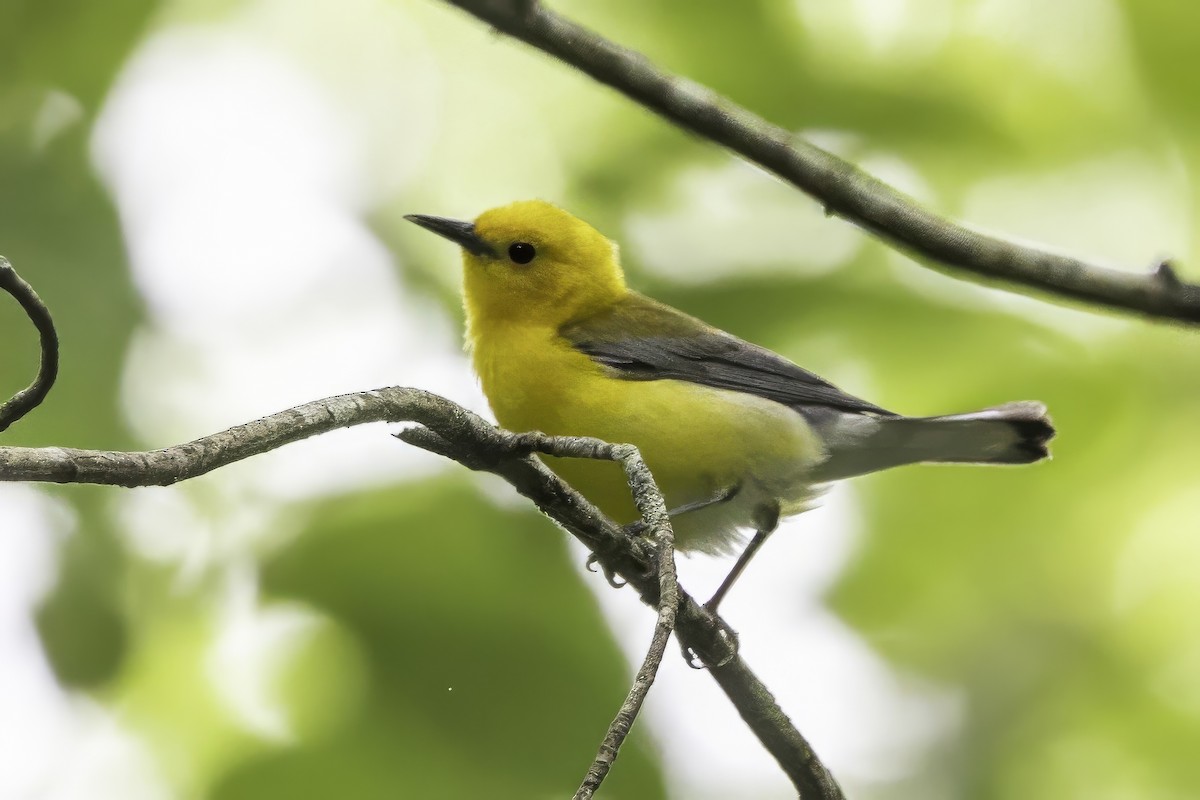 Prothonotary Warbler - ML638367155