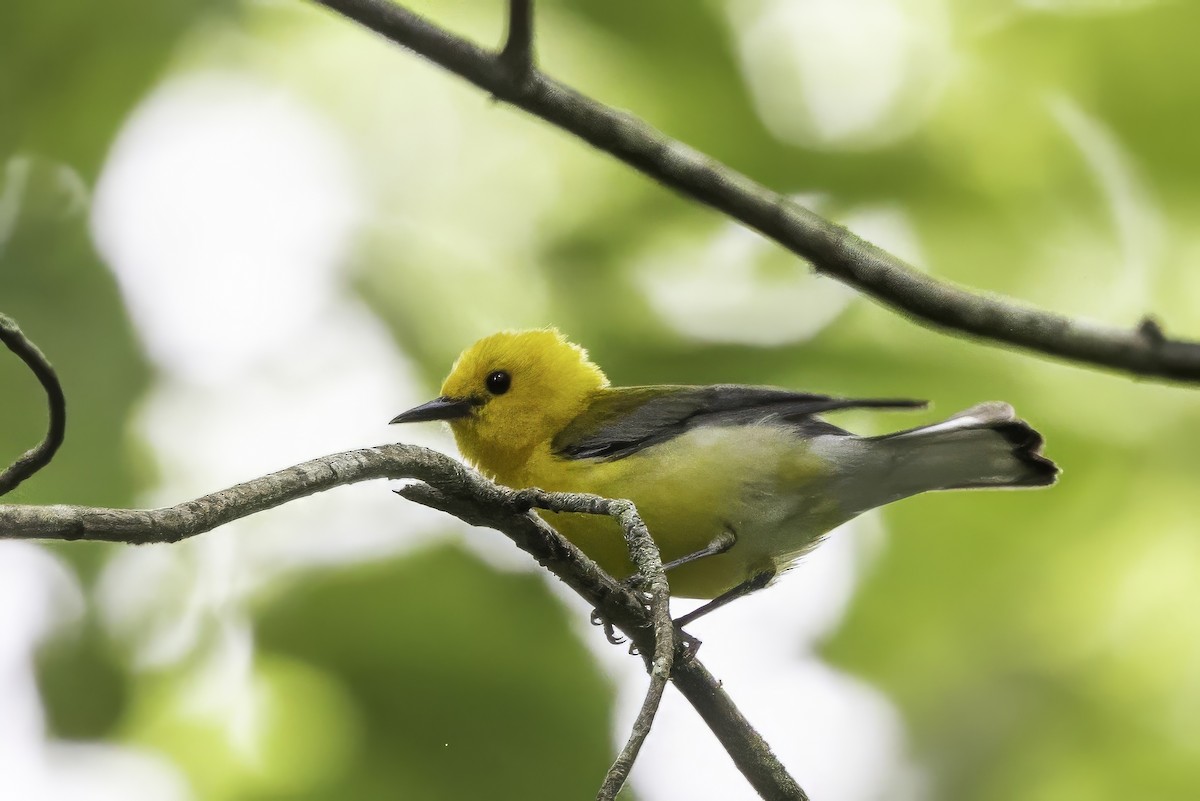 Prothonotary Warbler - ML638367159