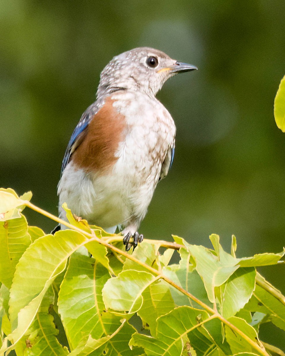 Eastern Bluebird - ML638367160