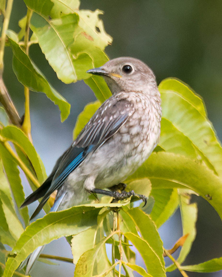 Eastern Bluebird - ML638367161