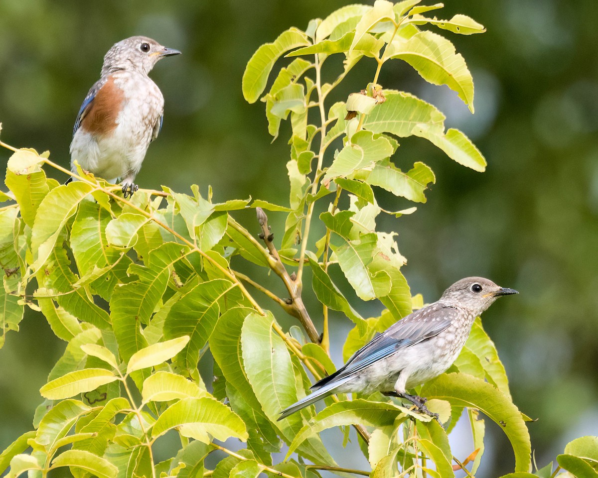 Eastern Bluebird - ML638367162