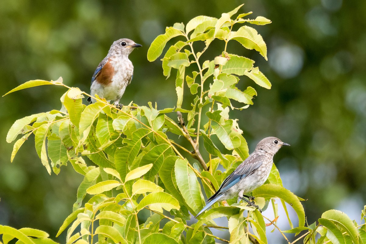 Eastern Bluebird - ML638367163