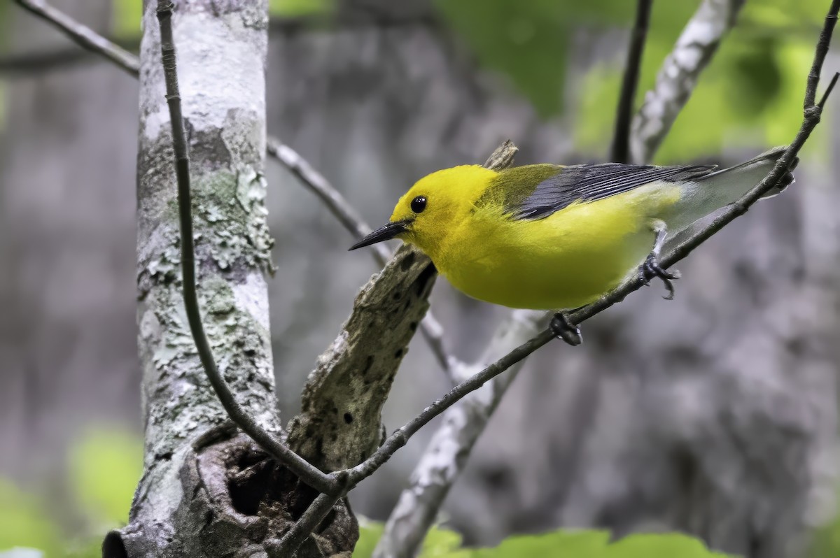 Prothonotary Warbler - ML638367164