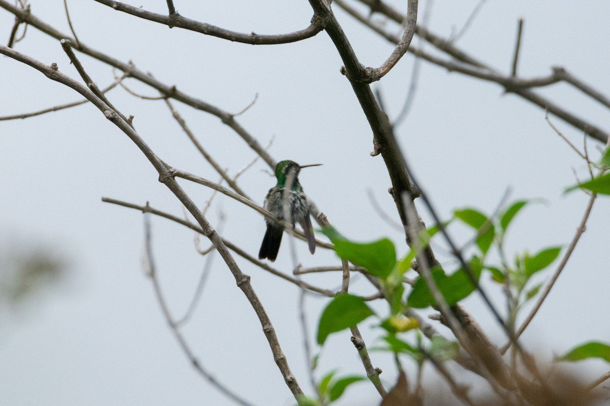 Canivet's Emerald - ML638367165
