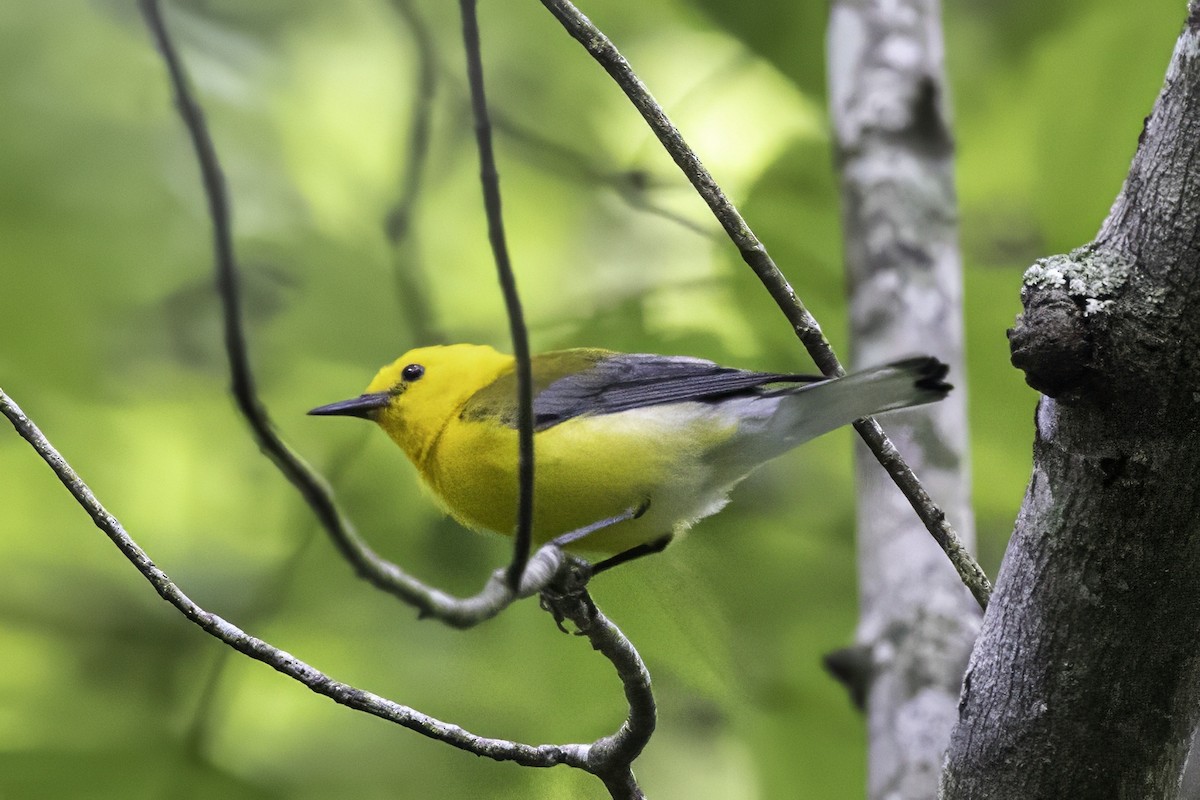 Prothonotary Warbler - ML638367166