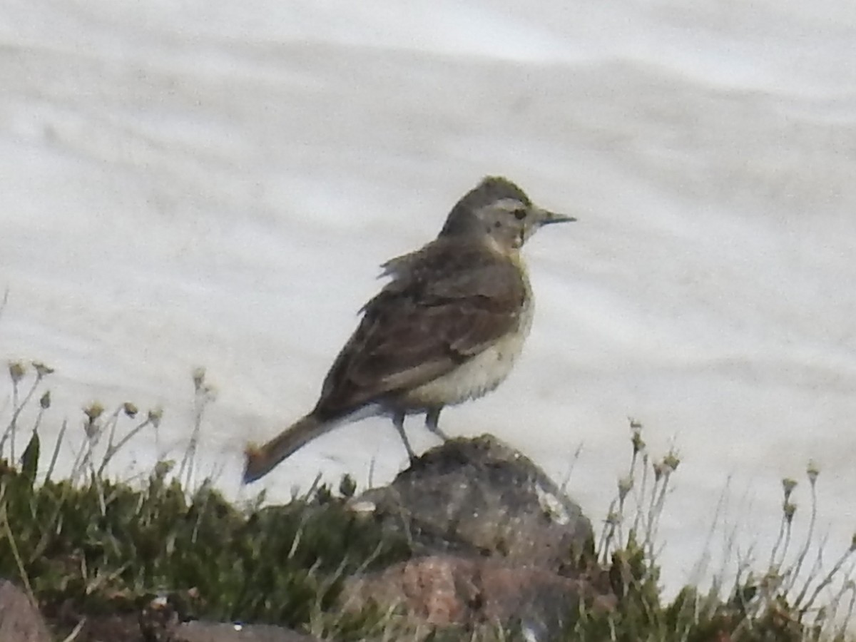 American Pipit - ML638367167