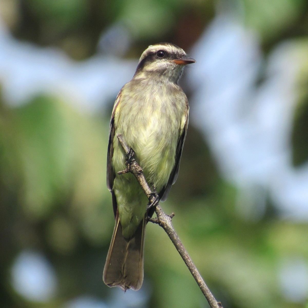 Variegated Flycatcher - ML638367169