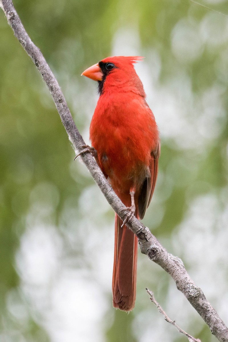 Northern Cardinal - ML638367170