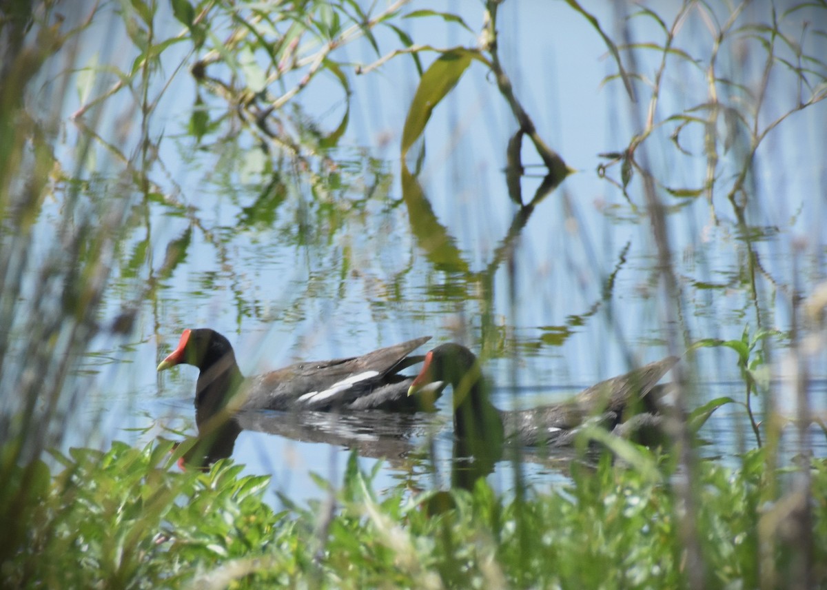Common Gallinule - ML638367172