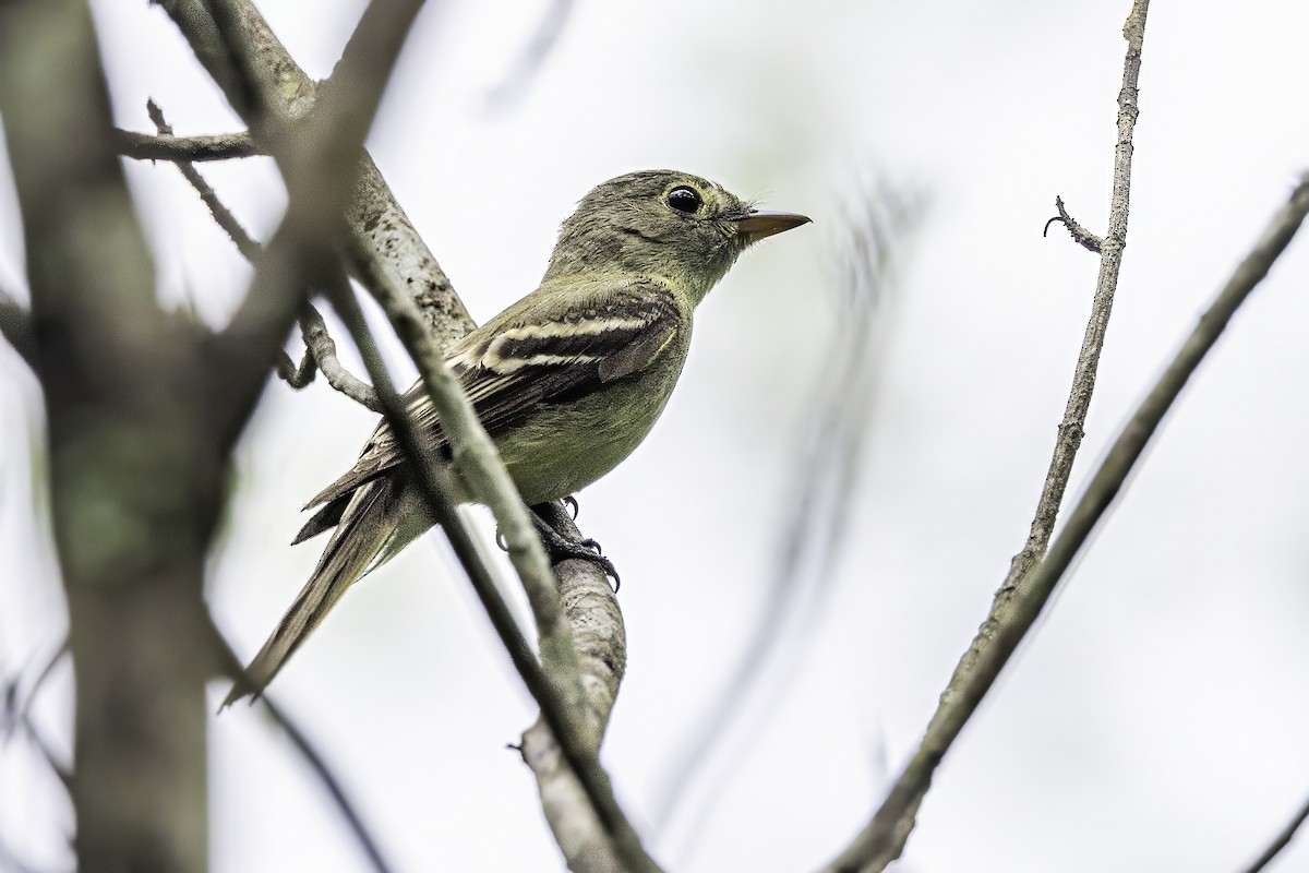 Acadian Flycatcher - ML638367177