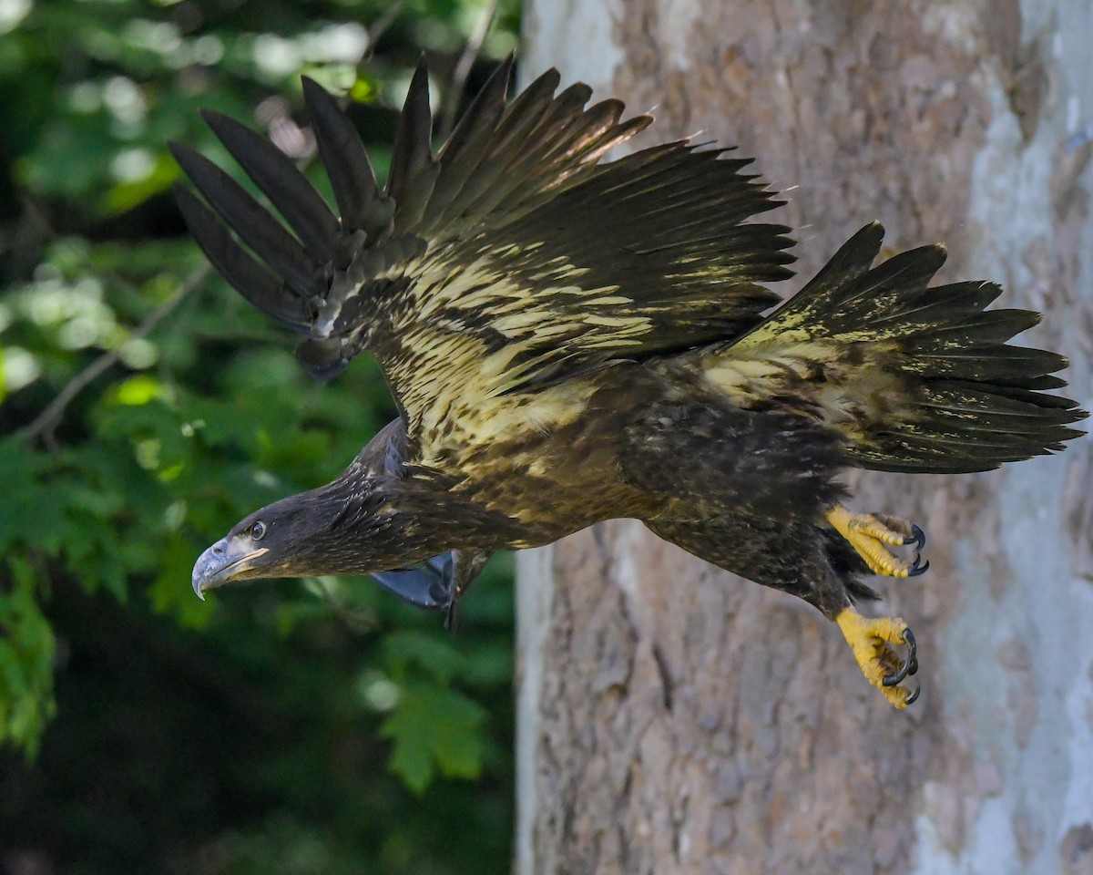 Bald Eagle - ML638367179