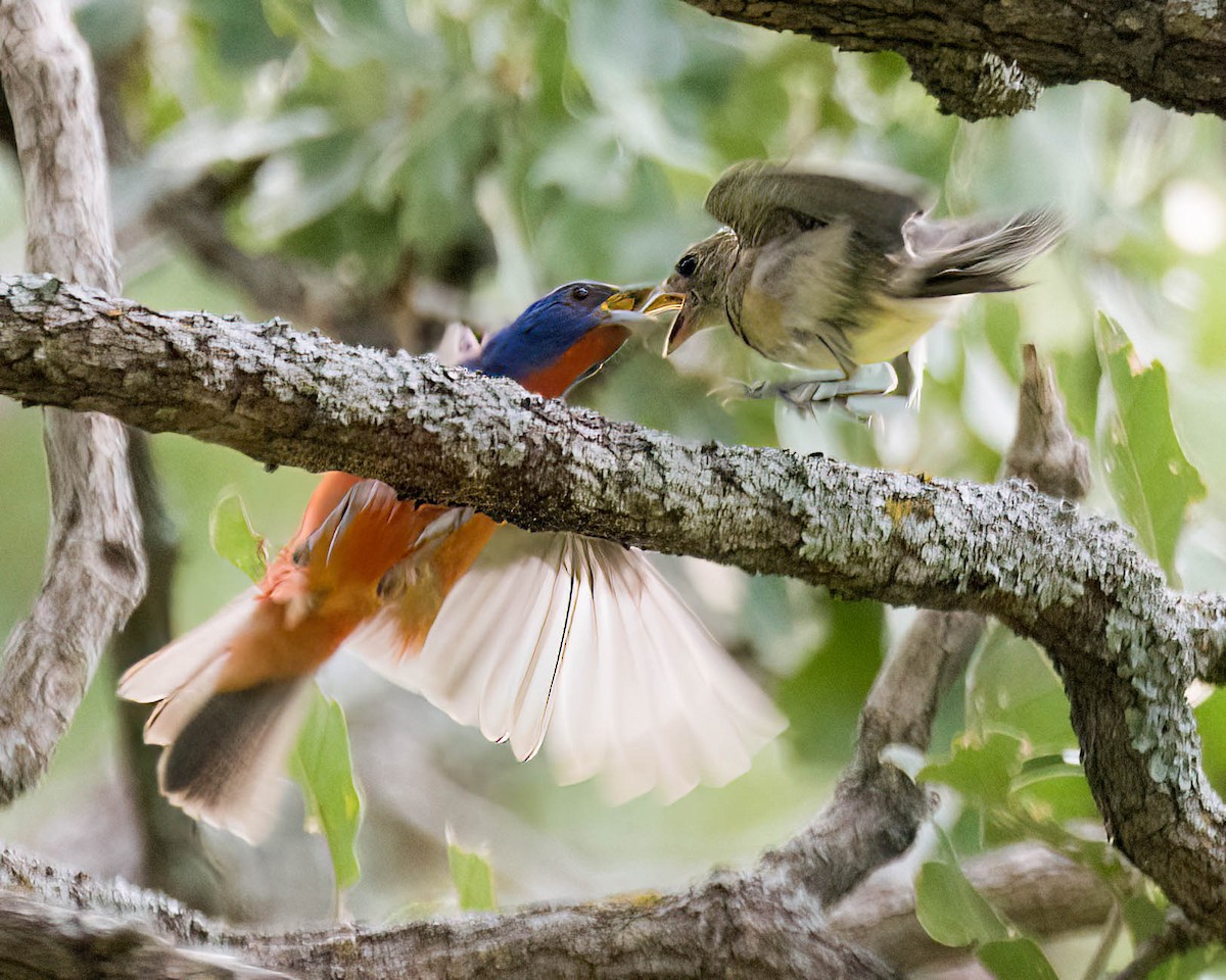 Painted Bunting - ML638367180
