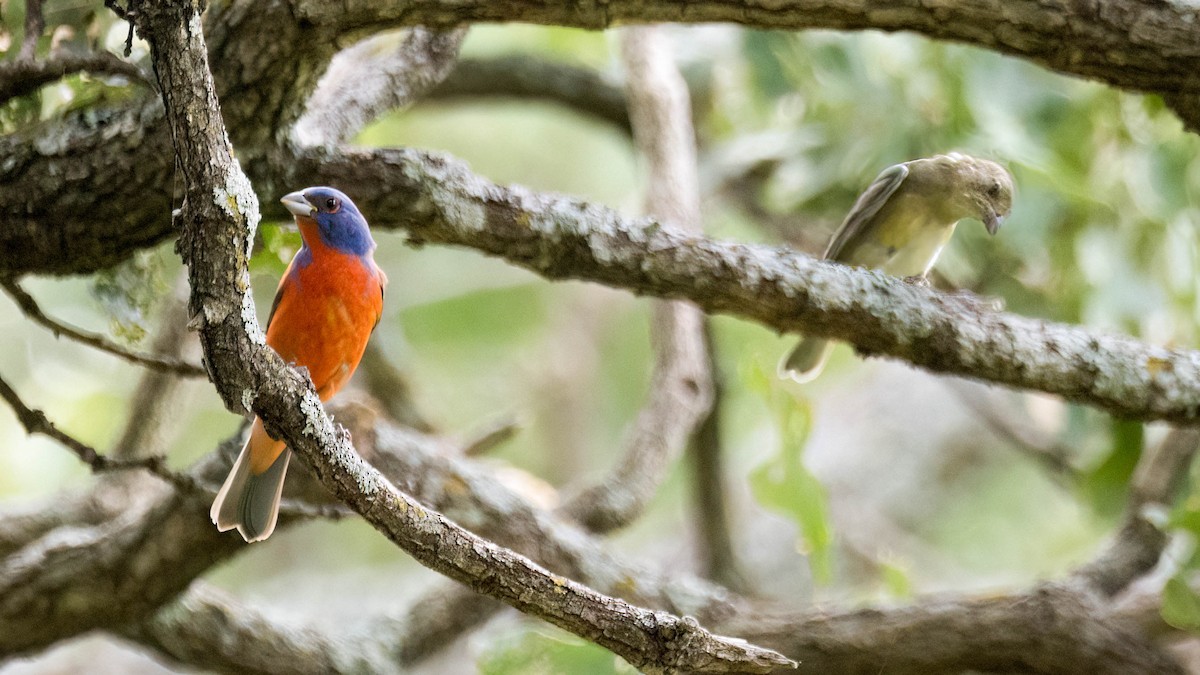 Painted Bunting - ML638367181