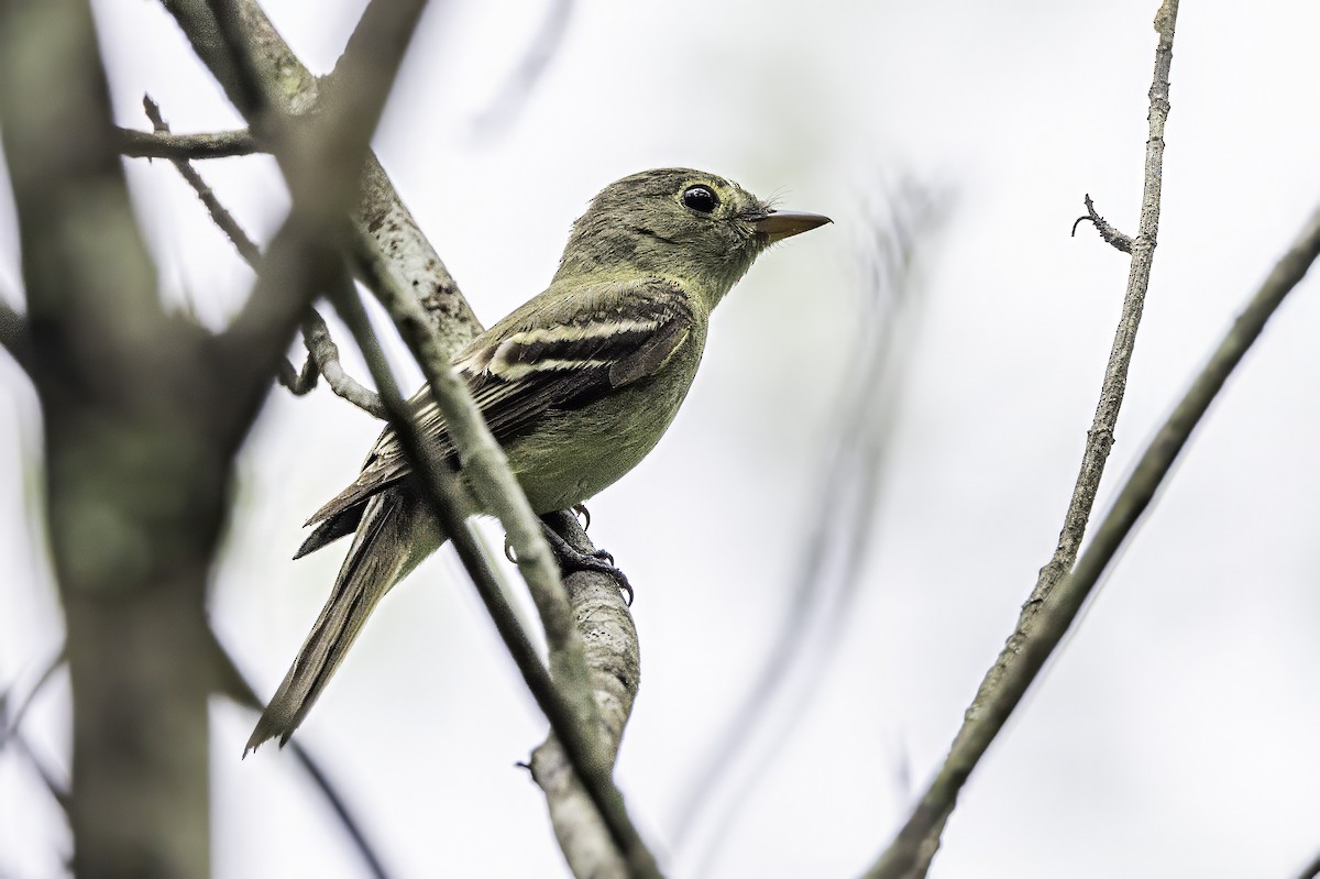 Acadian Flycatcher - ML638367187