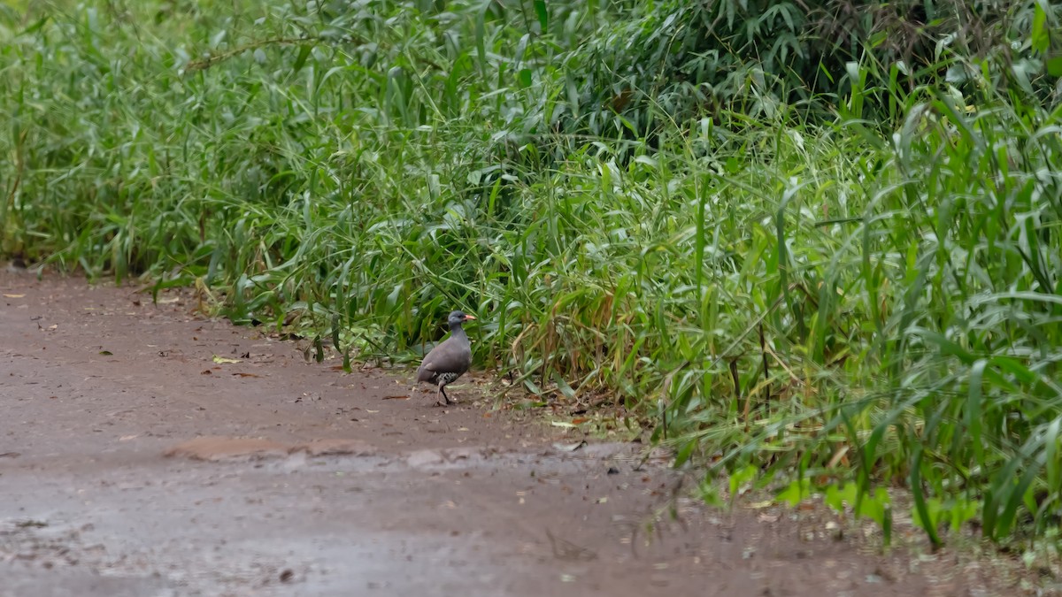 Tataupa Tinamou - ML638367189