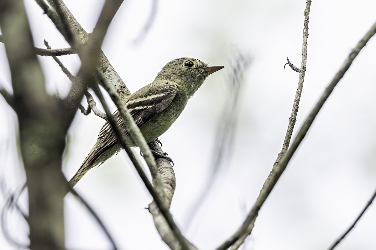 Acadian Flycatcher - ML638367191