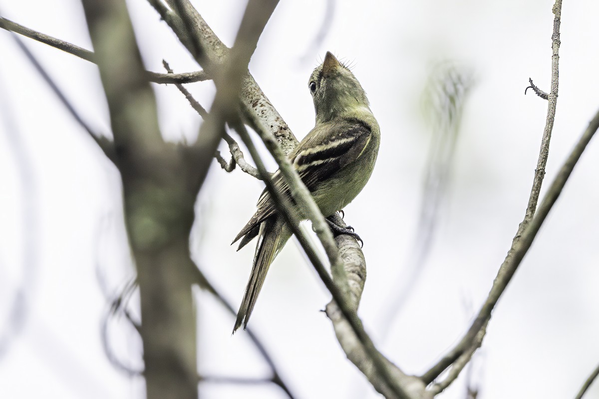 Acadian Flycatcher - ML638367192
