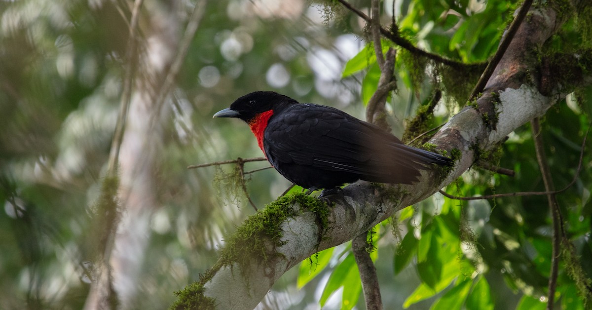Red-ruffed Fruitcrow - ML638367194