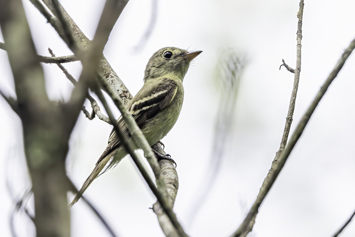 Acadian Flycatcher - ML638367196