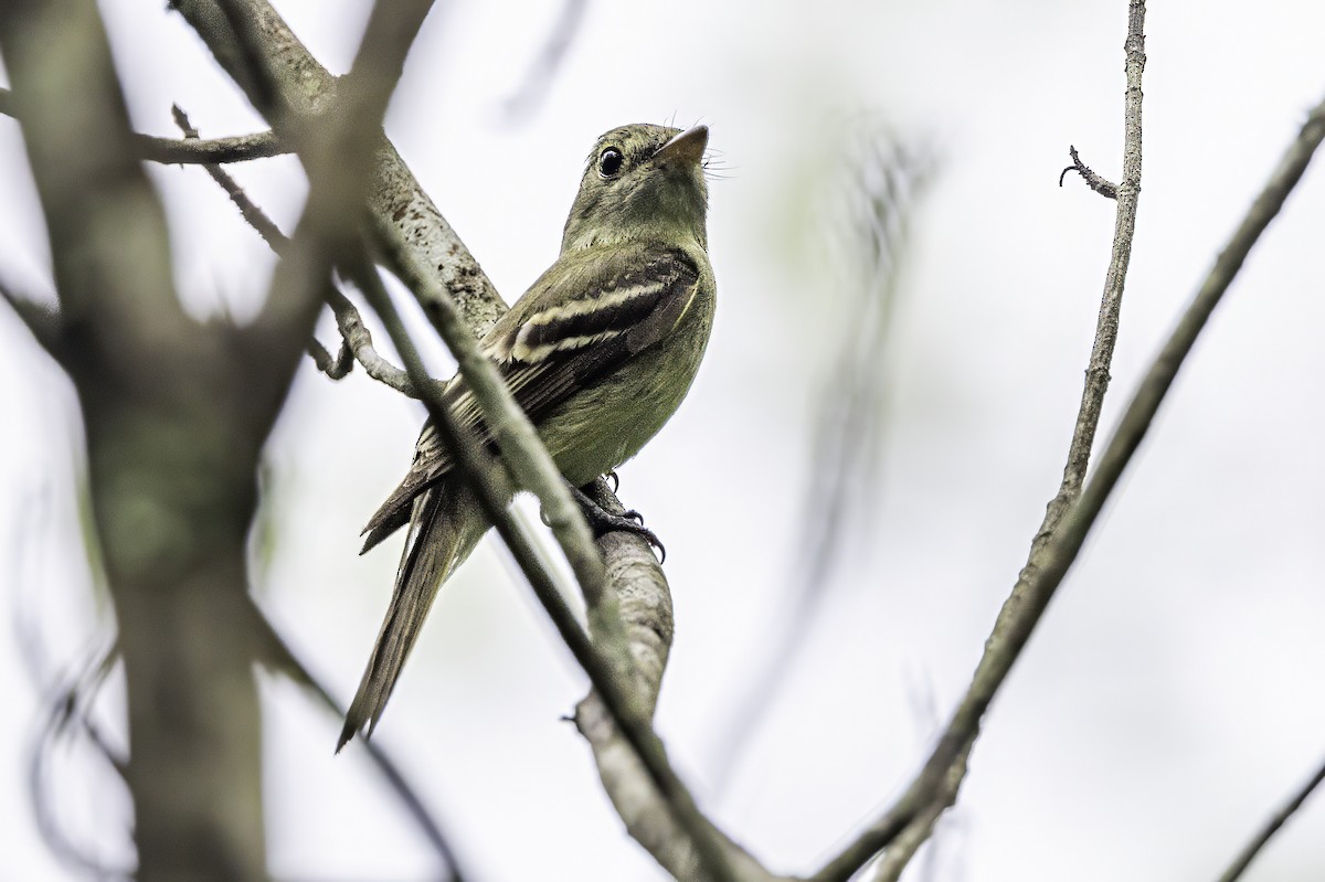 Acadian Flycatcher - ML638367201