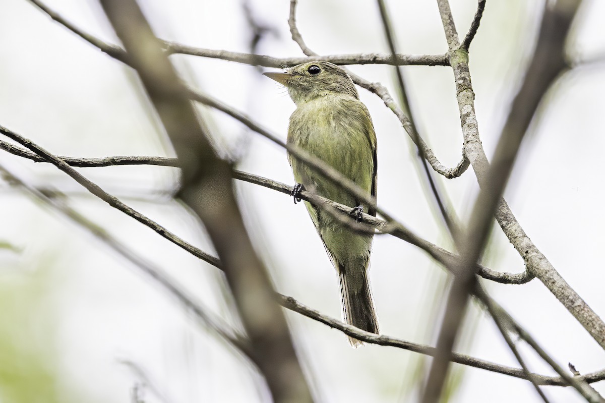 Acadian Flycatcher - ML638367206