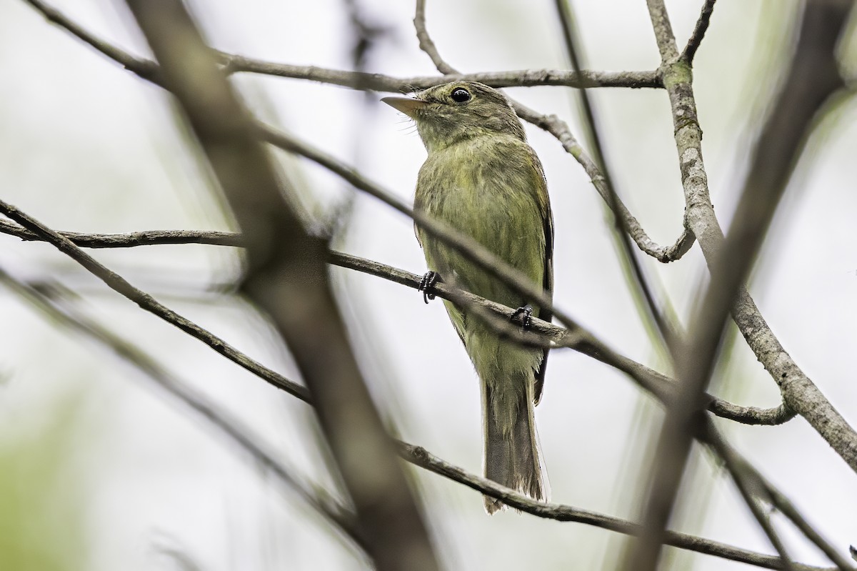 Acadian Flycatcher - ML638367210