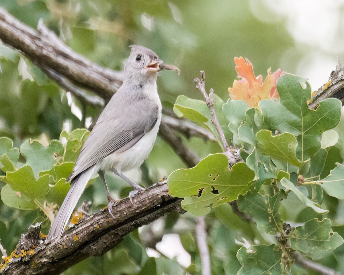 Tufted Titmouse - ML638367211