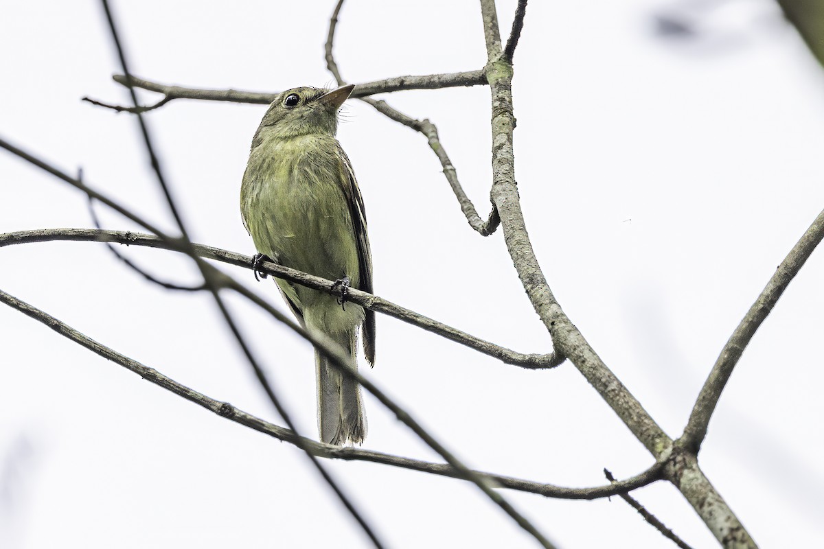 Acadian Flycatcher - ML638367212