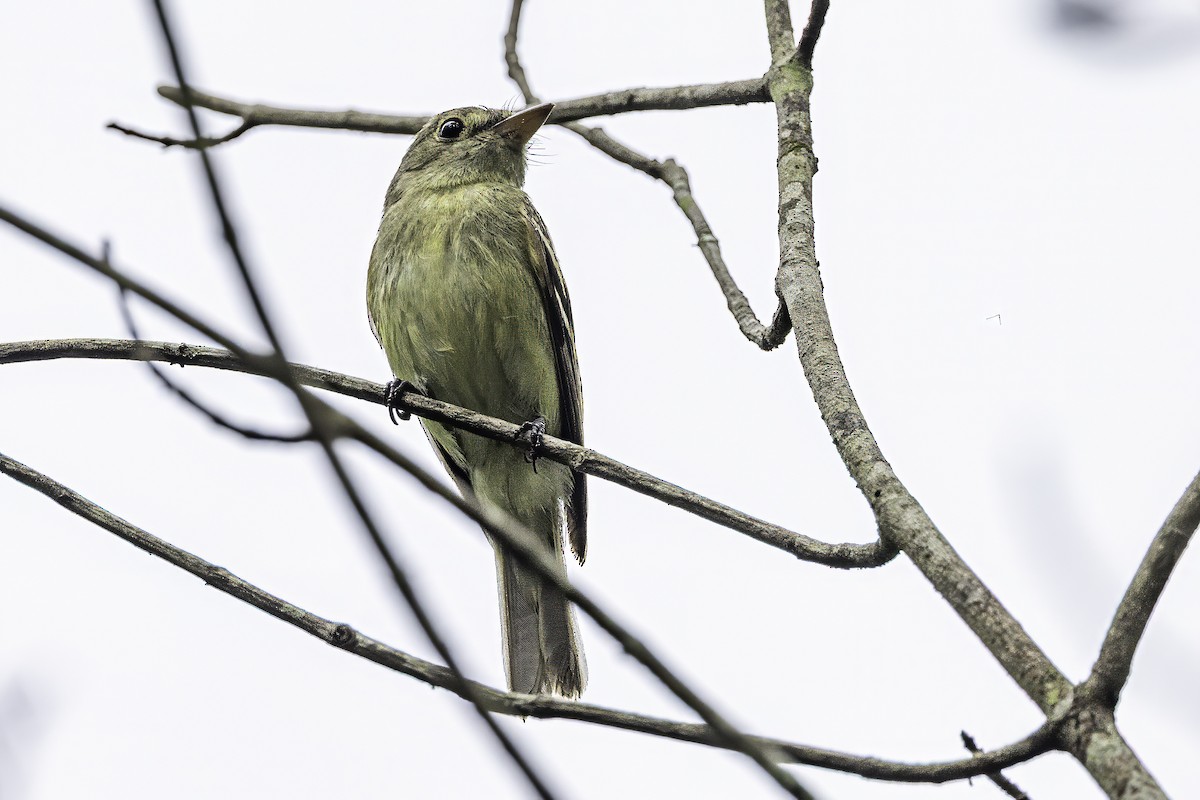 Acadian Flycatcher - ML638367214