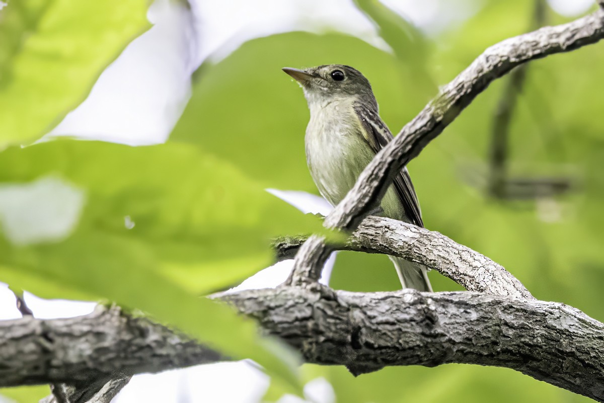 Acadian Flycatcher - ML638367218