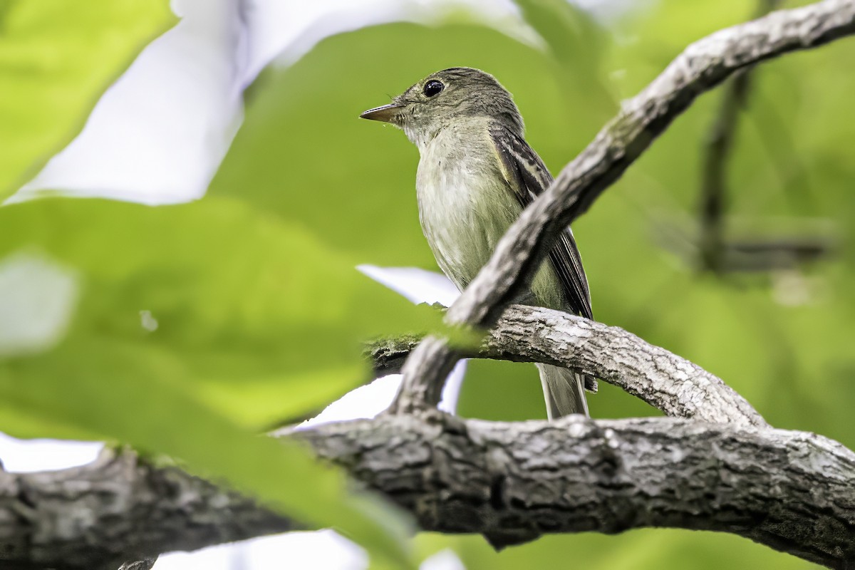 Acadian Flycatcher - ML638367222