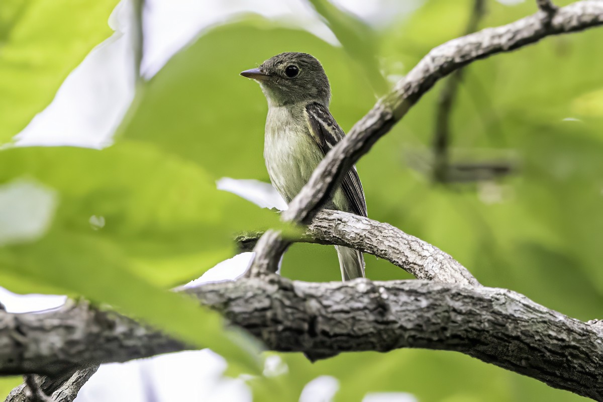 Acadian Flycatcher - ML638367227