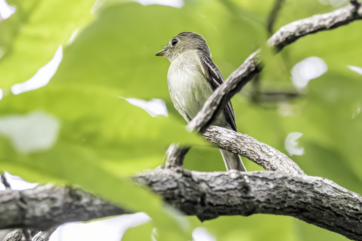 Acadian Flycatcher - ML638367228