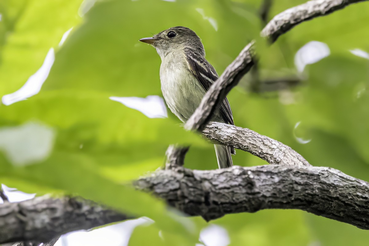 Acadian Flycatcher - ML638367235