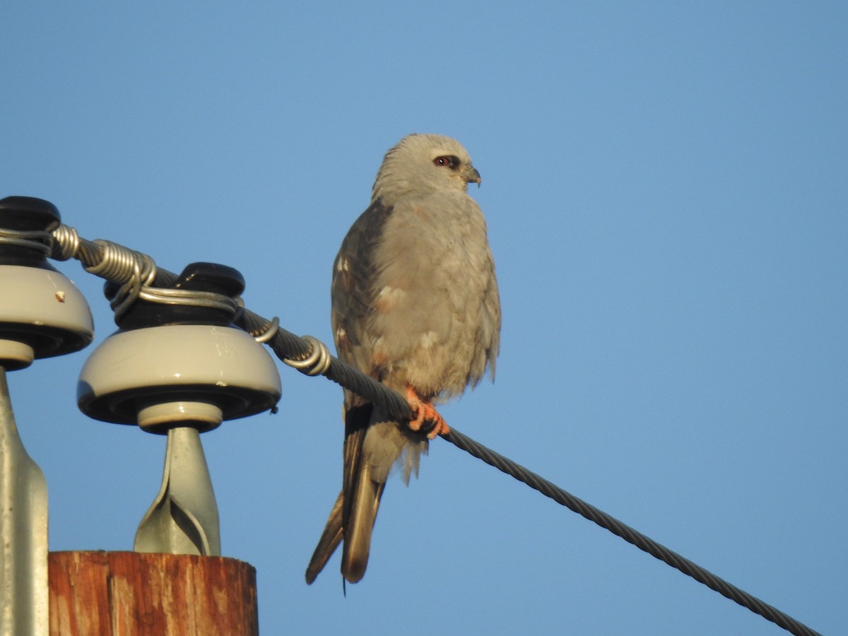 Mississippi Kite - ML638367276