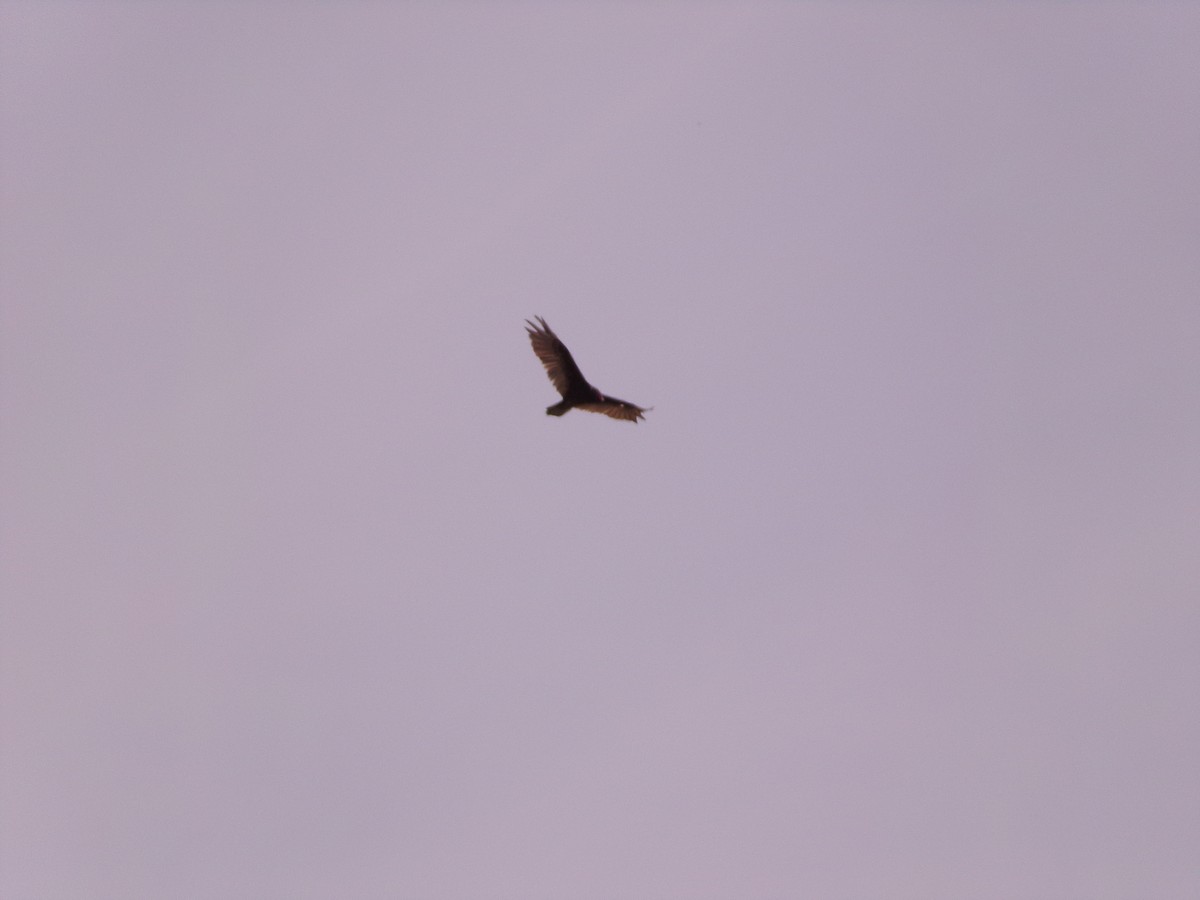 Turkey Vulture - ML638367284