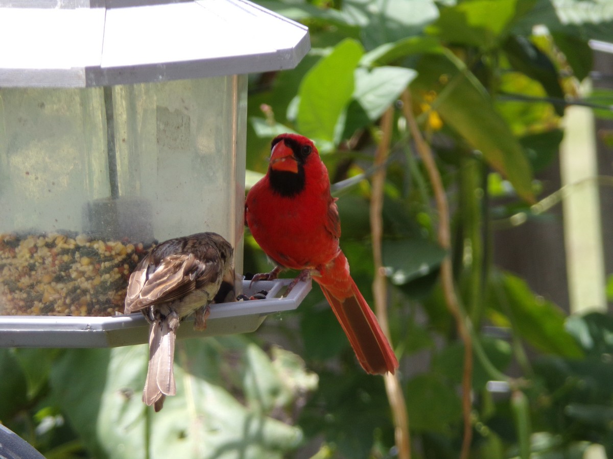 Cardenal Norteño - ML638367290