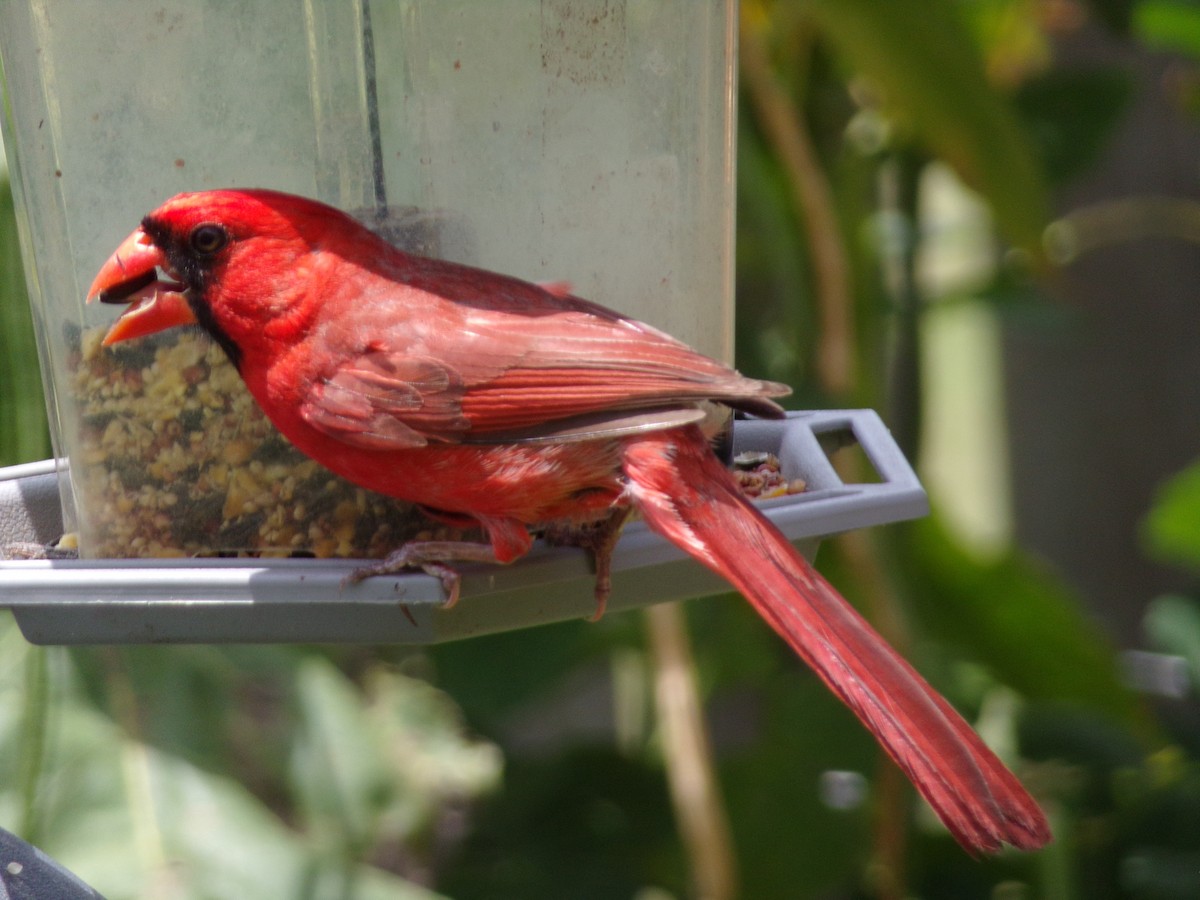 Cardenal Norteño - ML638367291