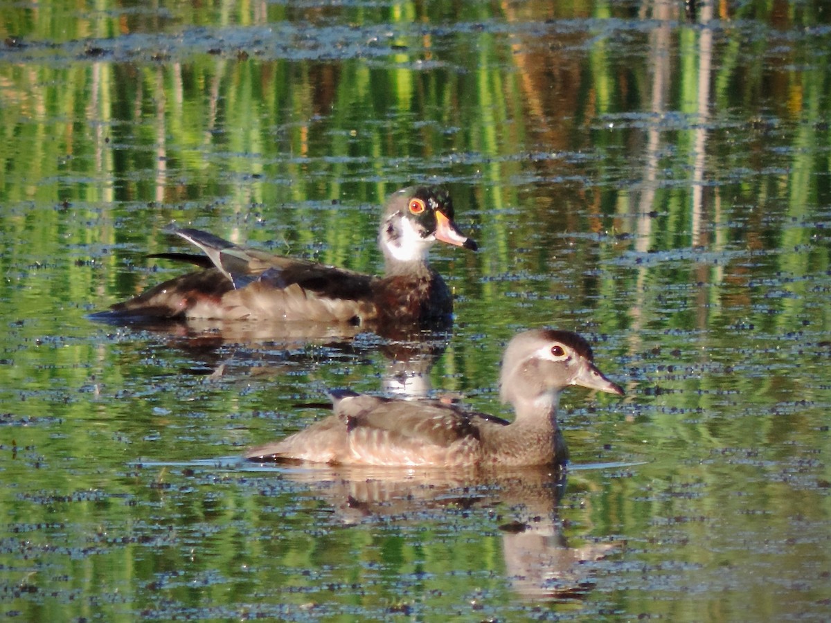 Canard branchu - ML638367293