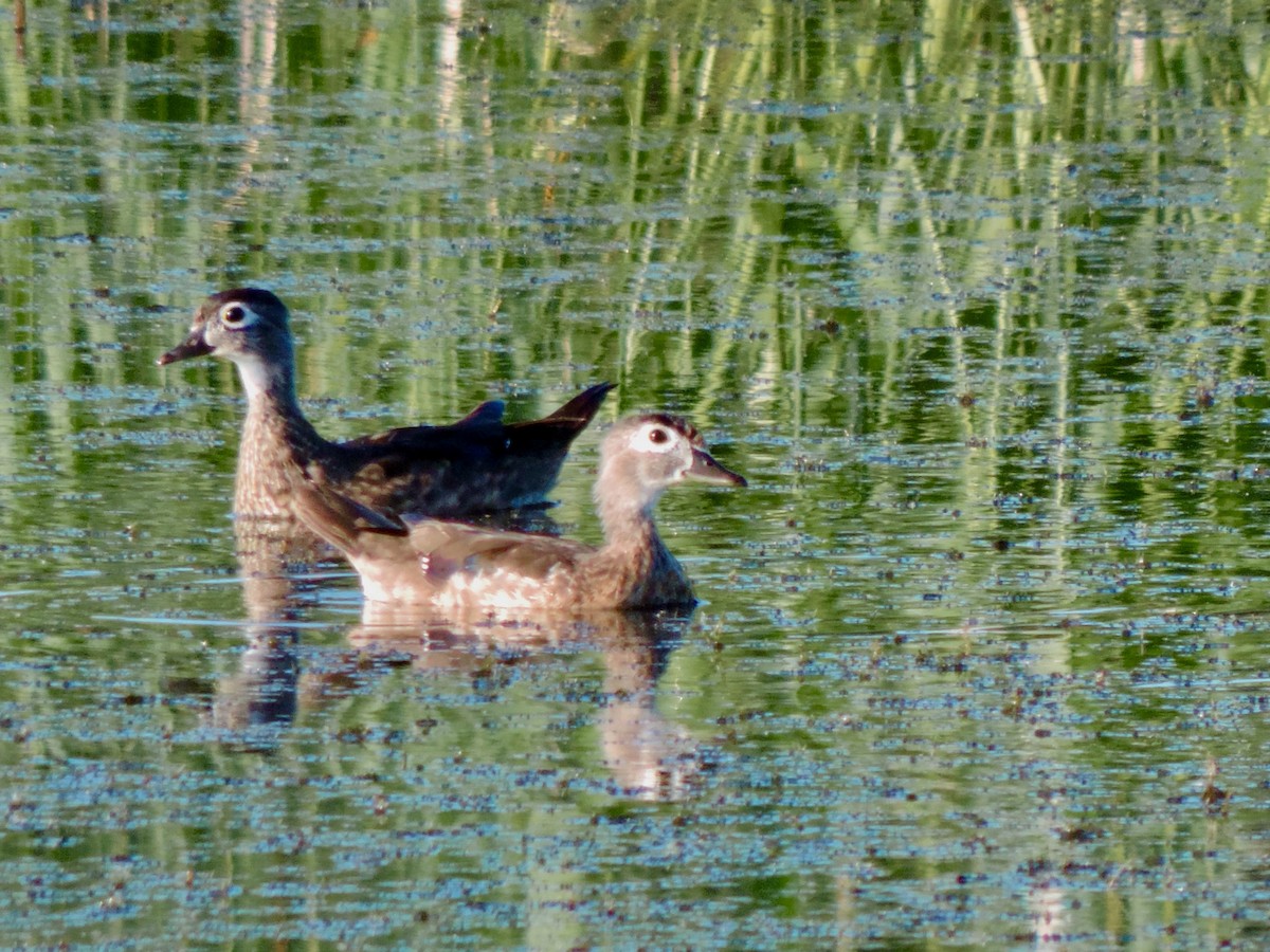 Canard branchu - ML638367294