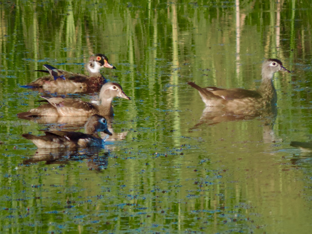 Canard branchu - ML638367295