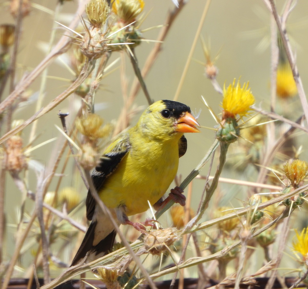 gulstillits - ML638367297