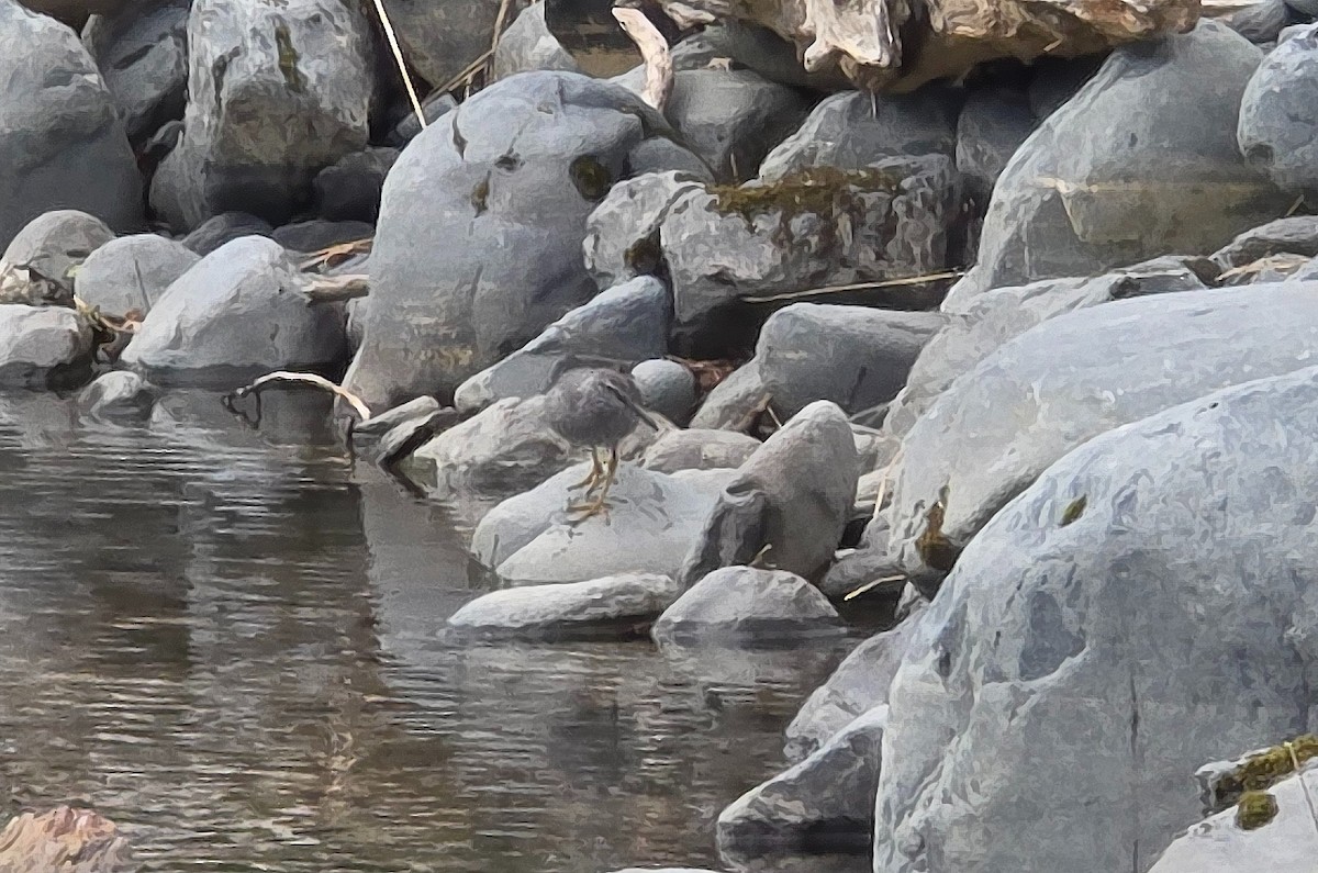 alaskavandresnipe - ML638367316