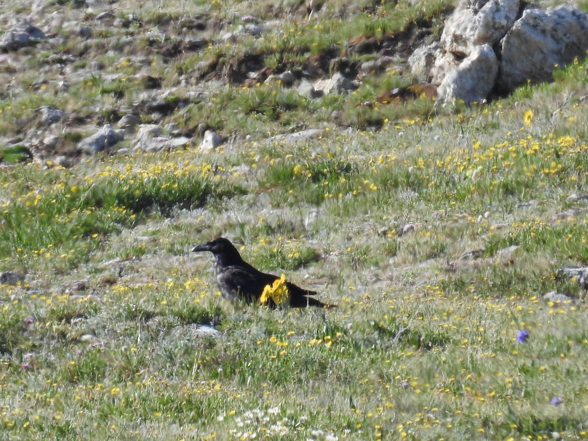ravn - ML638367328