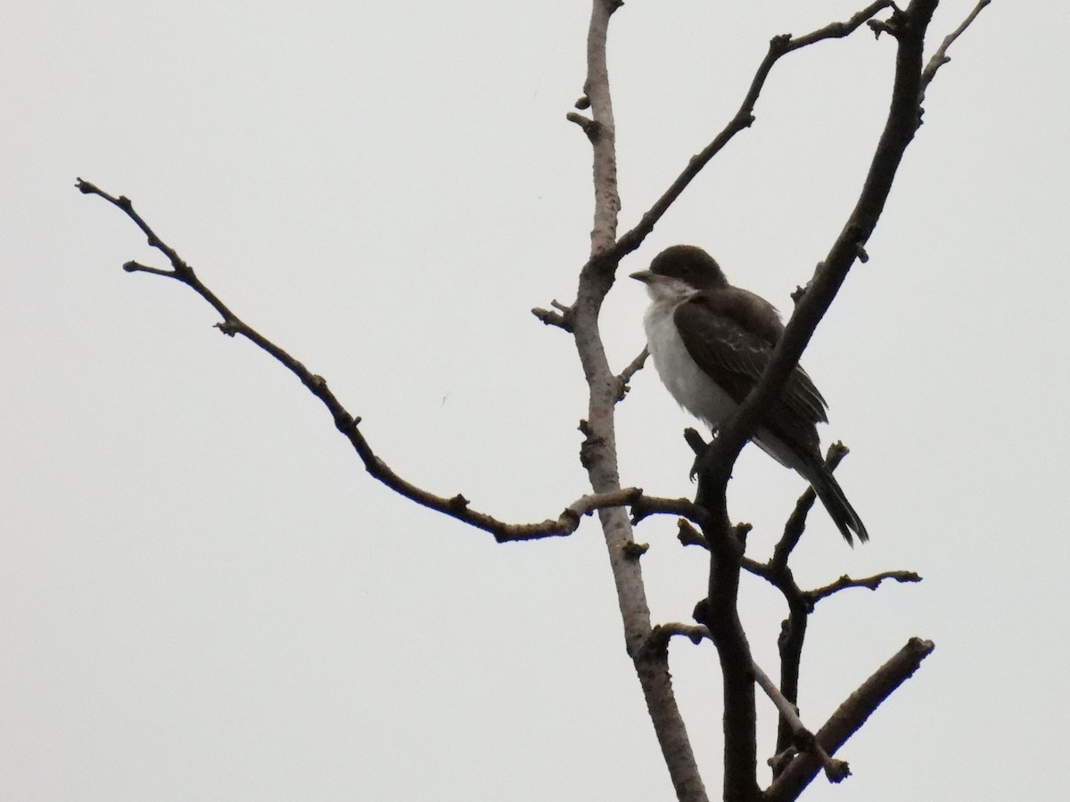 Eastern Kingbird - ML638367337