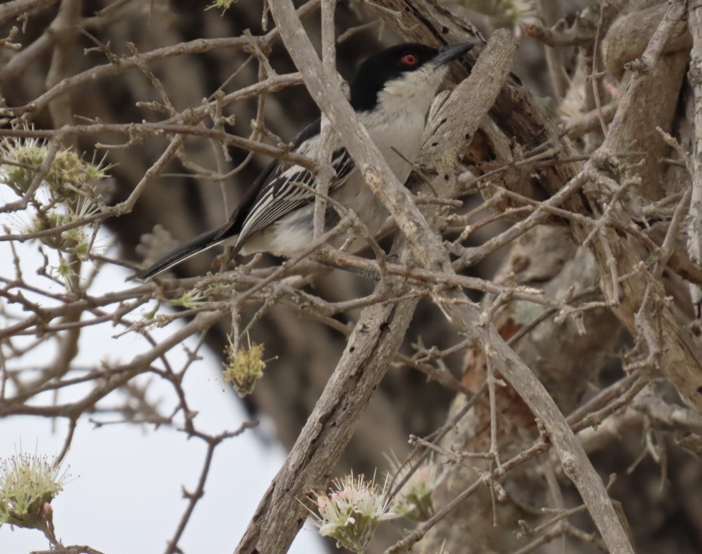 Black-backed Puffback - ML638367350