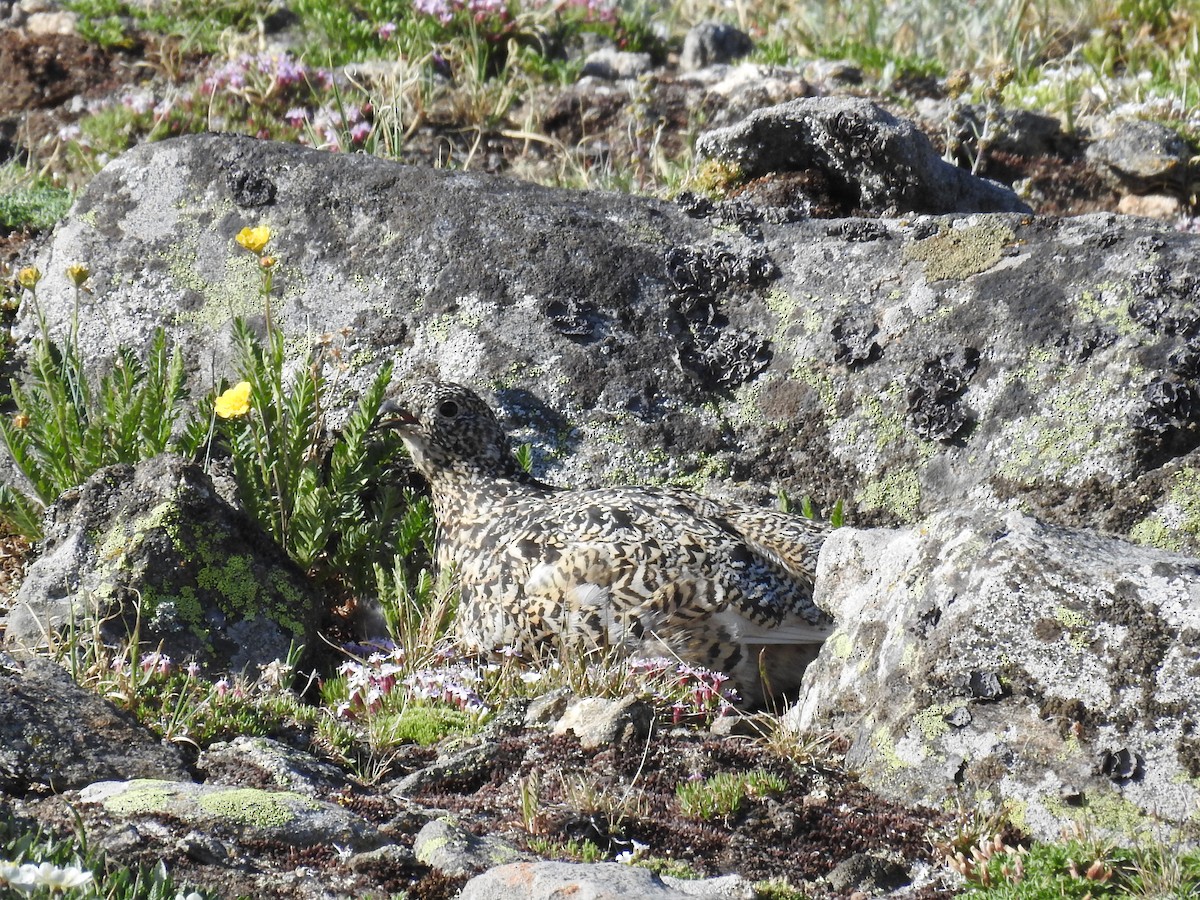 White-tailed Ptarmigan - ML638367355