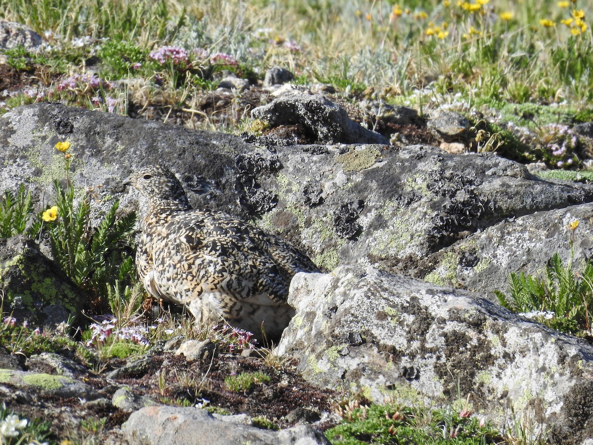 White-tailed Ptarmigan - ML638367359